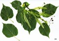 SpeciesSub: subsp. caucasica